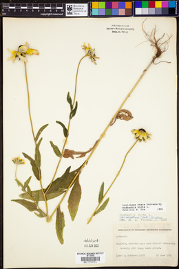 Rudbeckia hirta image