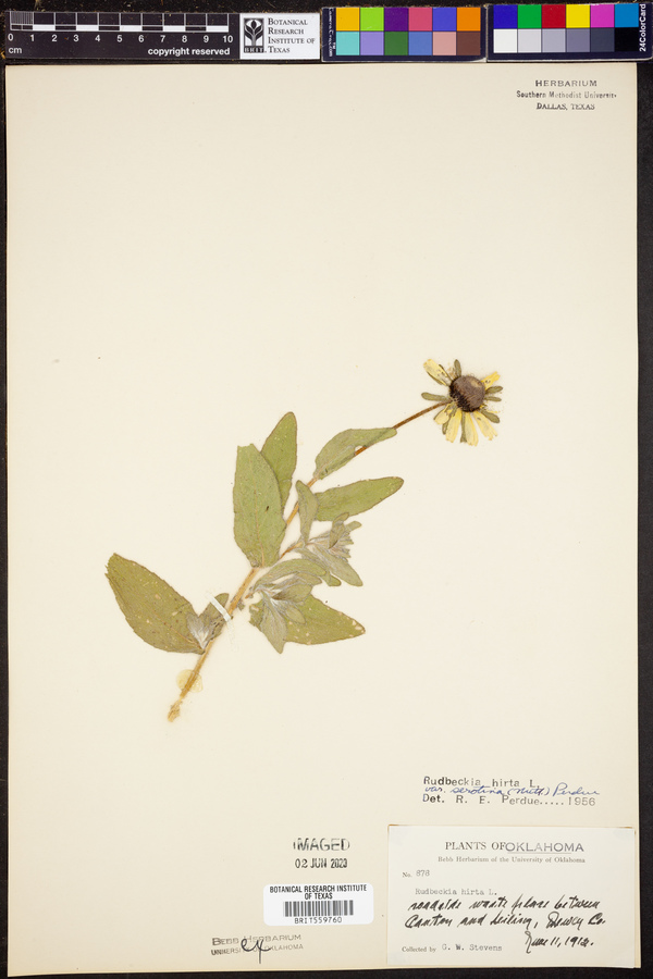 Rudbeckia hirta var. pulcherrima image