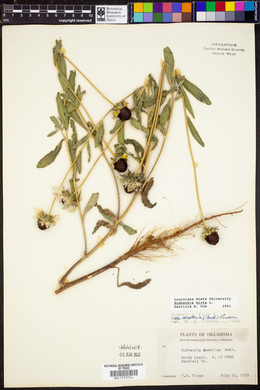 Rudbeckia hirta image