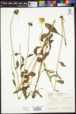 Rudbeckia hirta image