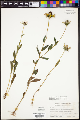 Rudbeckia hirta image