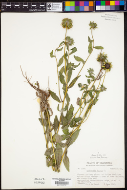 Rudbeckia hirta image