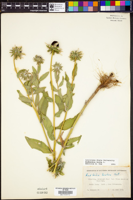 Rudbeckia hirta image