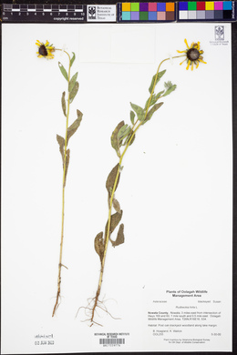 Rudbeckia hirta image