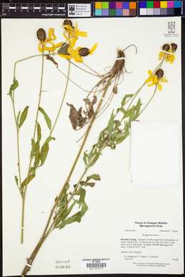 Rudbeckia hirta image