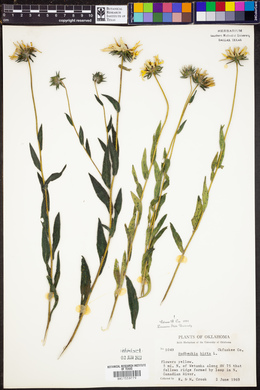 Rudbeckia hirta image