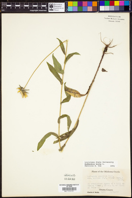 Rudbeckia hirta image