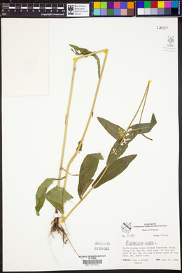 Rudbeckia hirta image