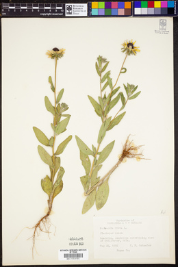 Rudbeckia hirta image