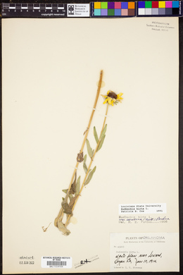 Rudbeckia hirta image