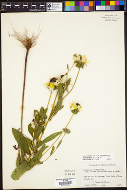 Rudbeckia hirta image