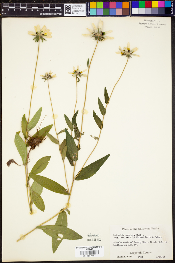 Rudbeckia hirta var. pulcherrima image