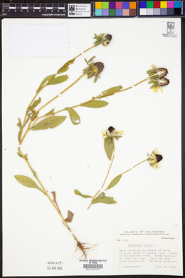 Rudbeckia hirta image