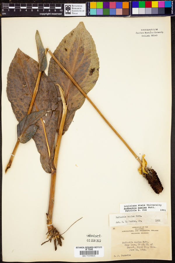 Rudbeckia maxima image