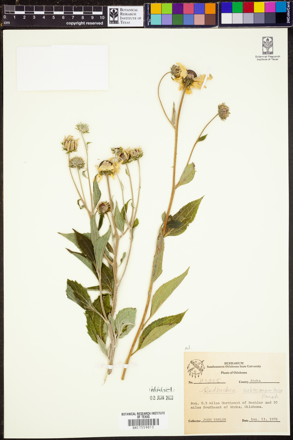 Rudbeckia subtomentosa image