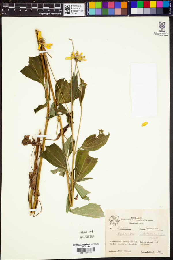 Rudbeckia subtomentosa image