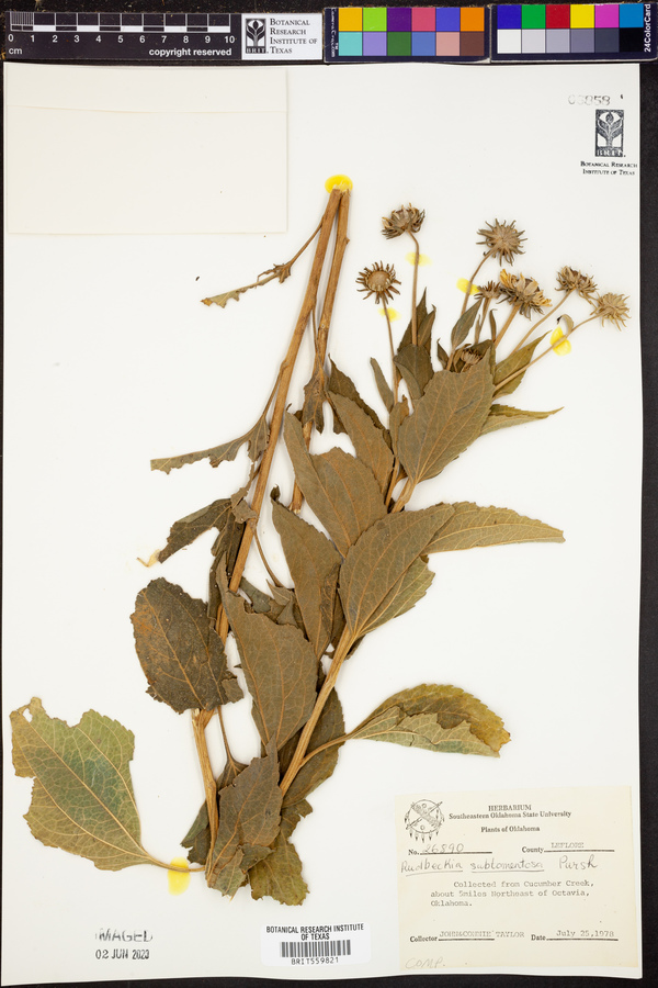 Rudbeckia subtomentosa image