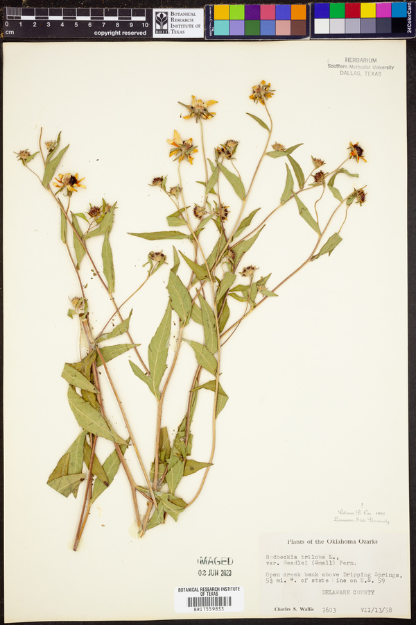 Rudbeckia triloba var. beadlei image