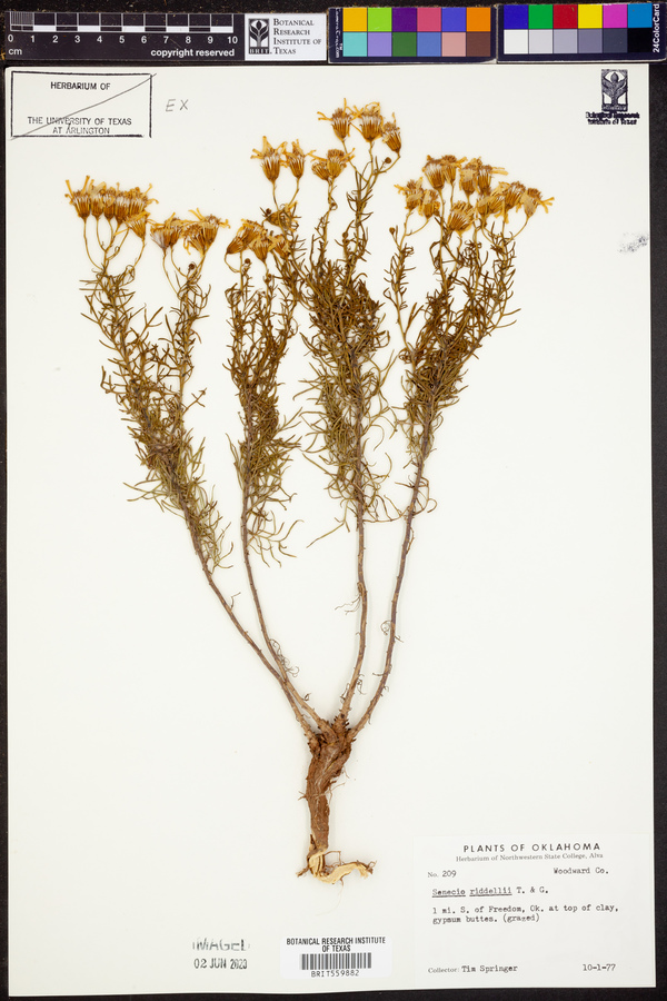 Senecio riddellii image