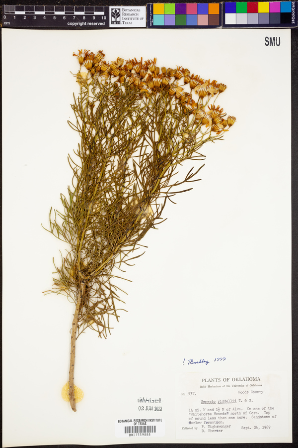 Senecio riddellii image