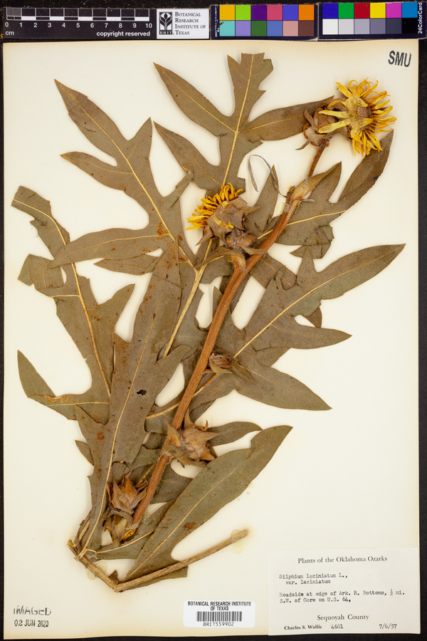Silphium laciniatum var. laciniatum image