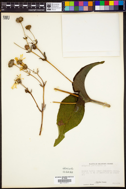 Silphium perfoliatum image