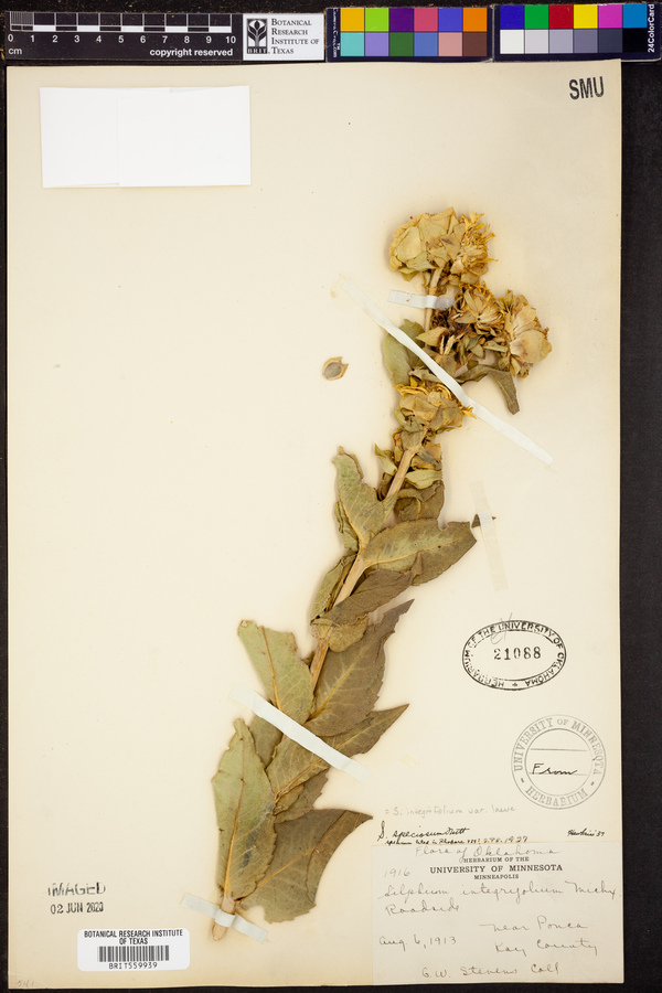 Silphium integrifolium var. laeve image