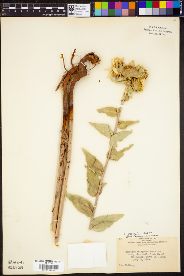 Silphium integrifolium image