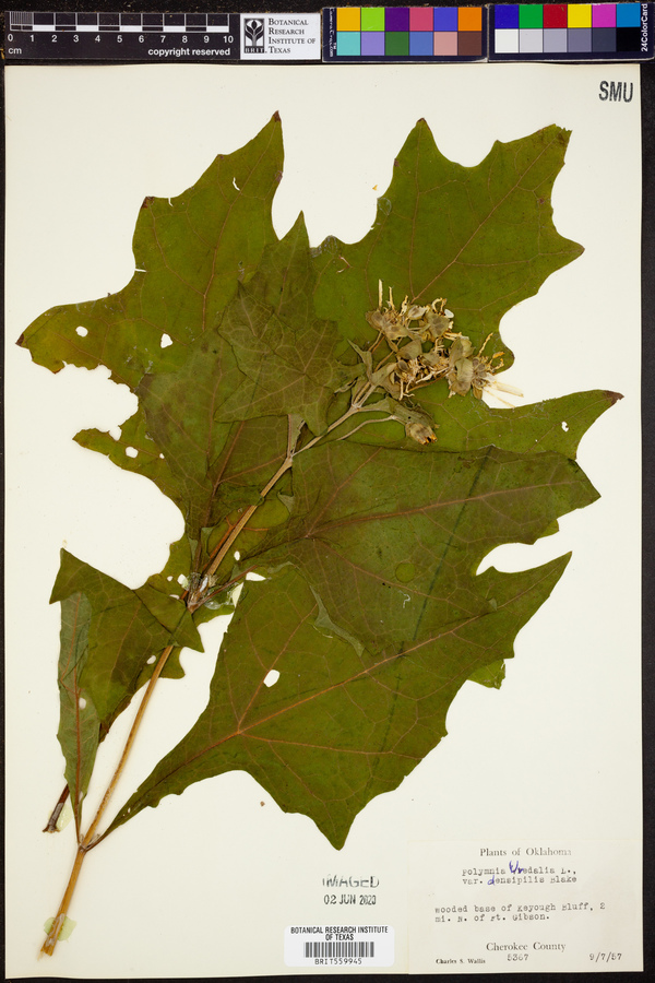 Smallanthus uvedalius image