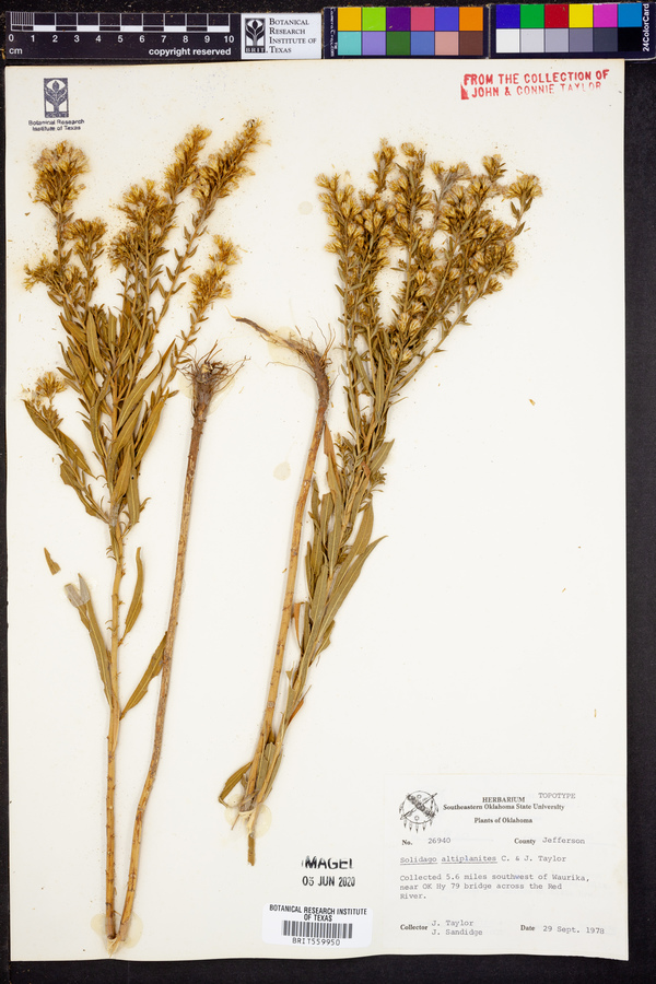 Solidago altiplanities image
