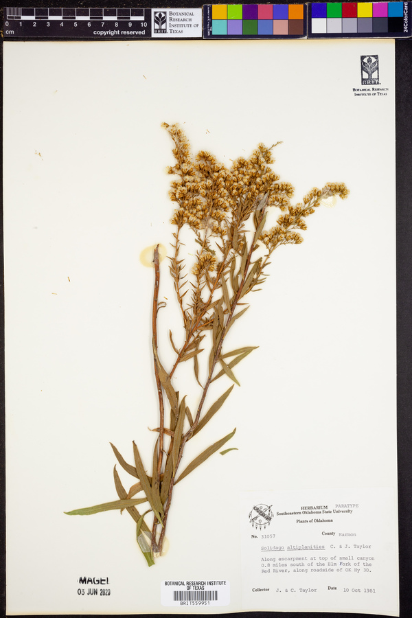 Solidago altiplanities image