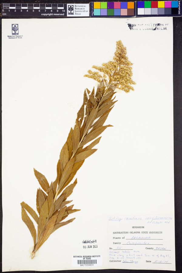 Solidago canadensis var. gilvocanescens image