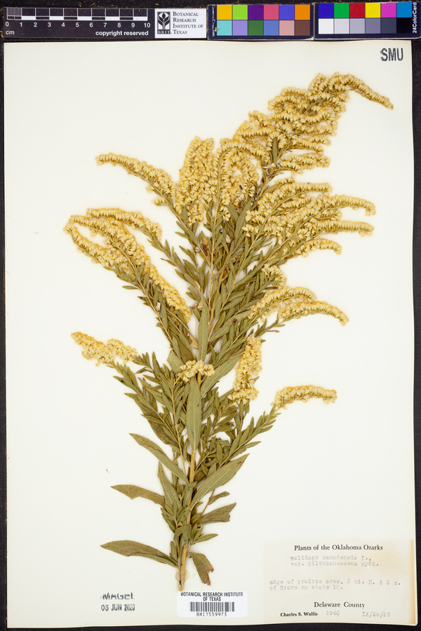 Solidago canadensis var. gilvocanescens image