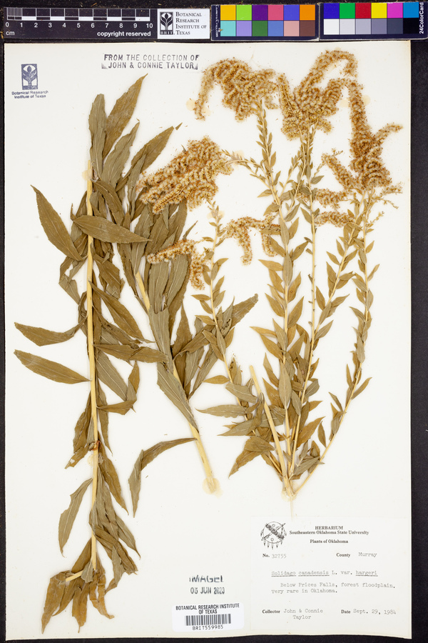 Solidago canadensis var. hargeri image