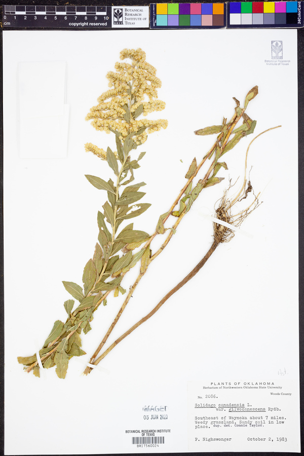 Solidago canadensis var. gilvocanescens image