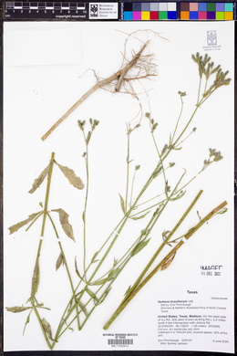 Verbena brasiliensis image