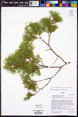 Juniperus ashei image