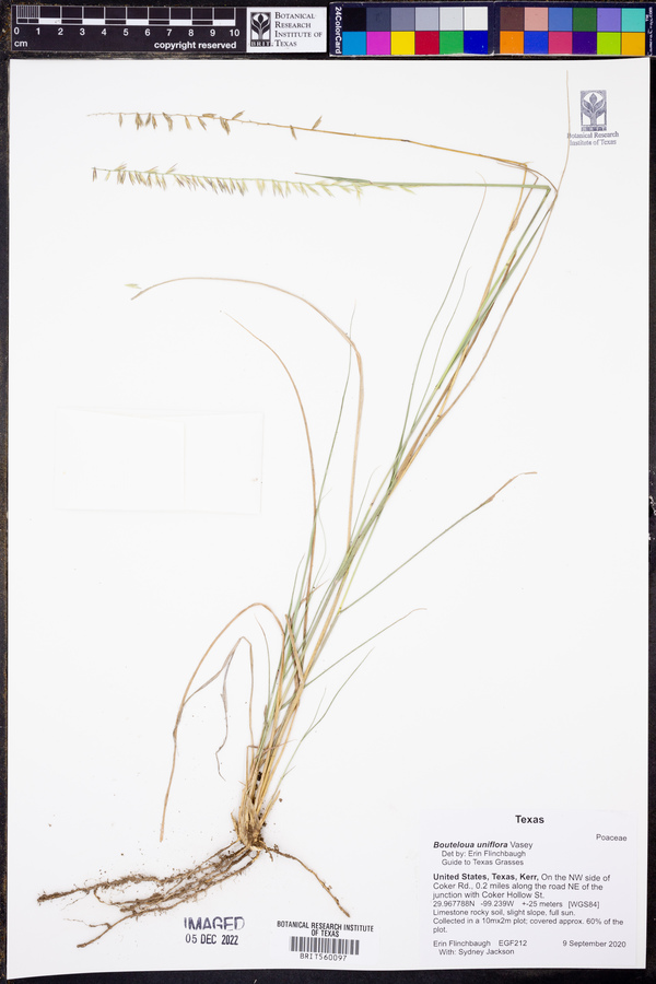 Bouteloua uniflora image