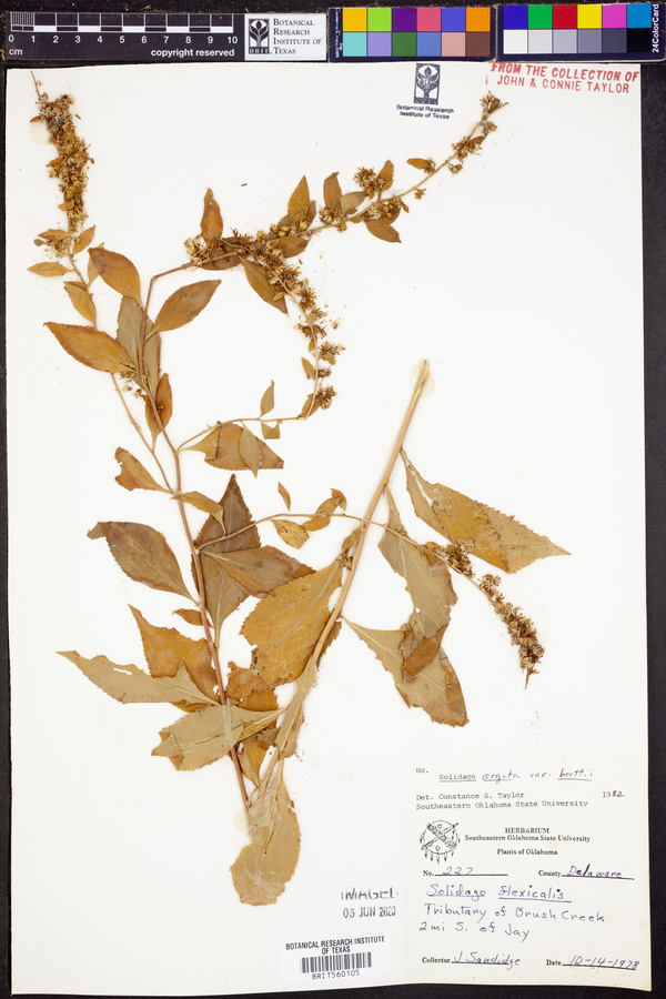 Solidago arguta image