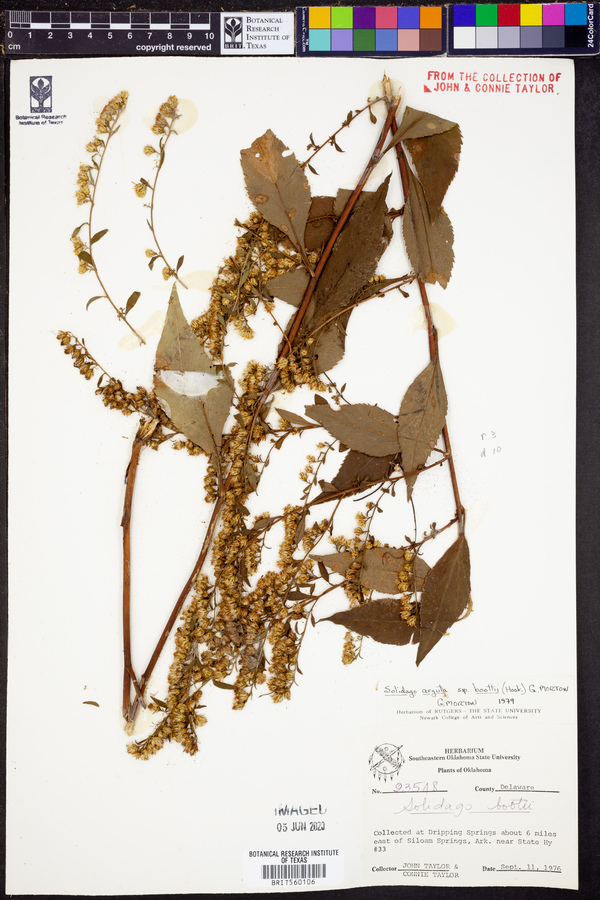Solidago arguta image