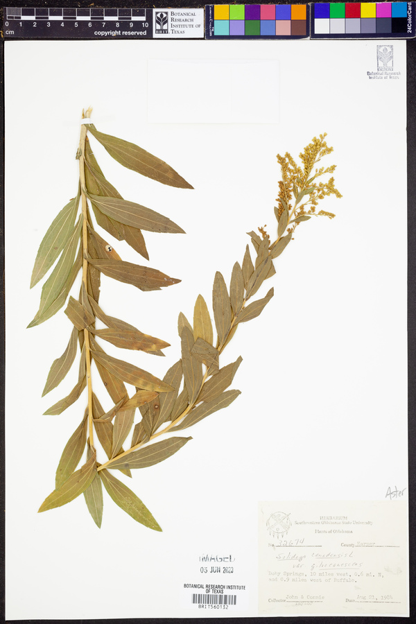 Solidago canadensis var. gilvocanescens image