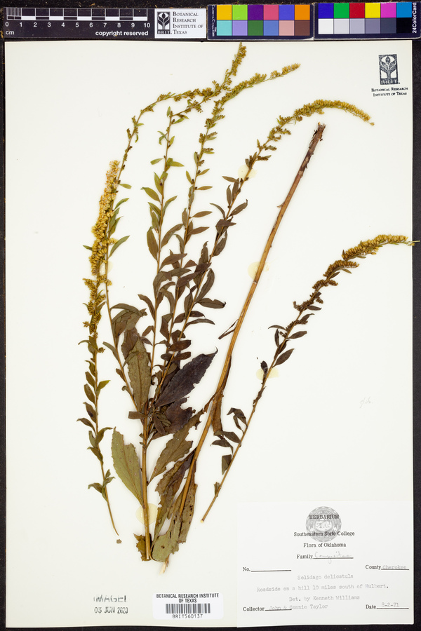 Solidago delicatula image