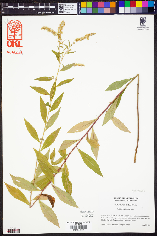 Solidago delicatula image