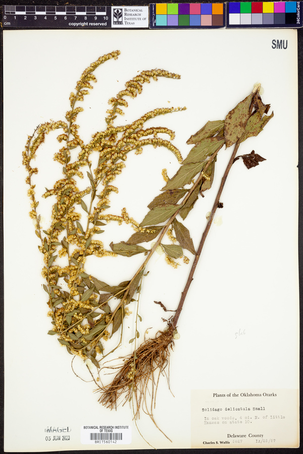 Solidago delicatula image