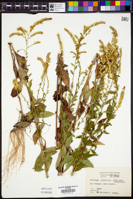 Solidago ulmifolia var. ulmifolia image