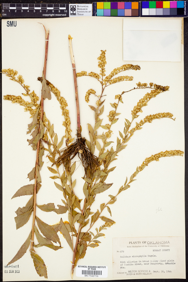 Solidago microcephala image