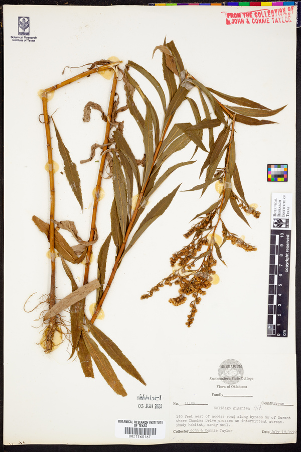 Solidago gigantea image