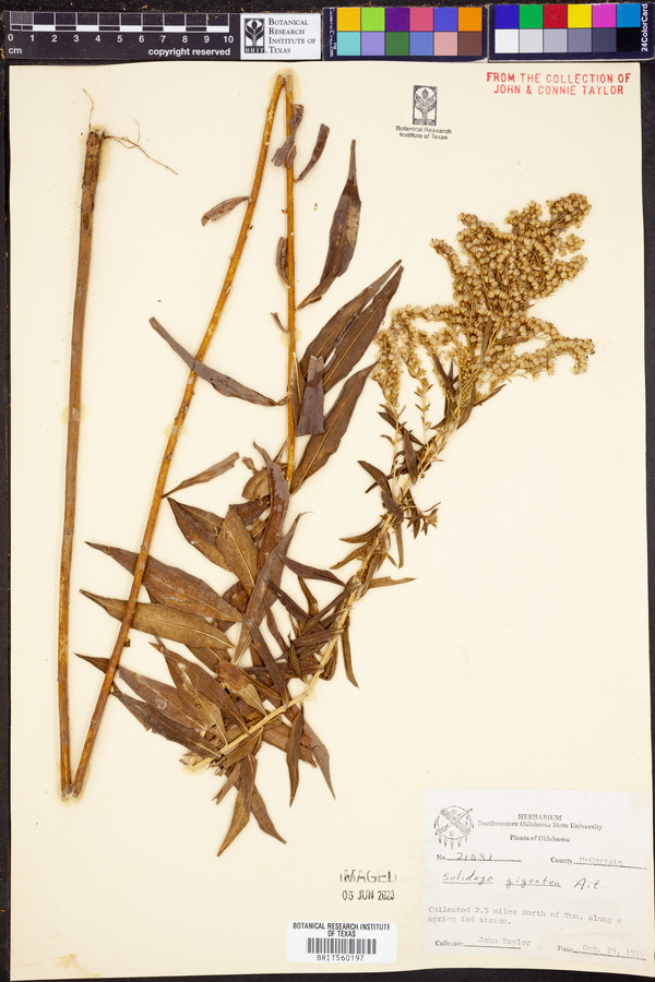 Solidago gigantea image