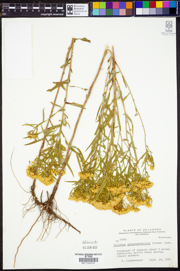 Solidago gymnospermoides image
