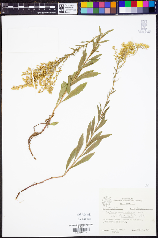 Solidago missouriensis var. fasciculata image